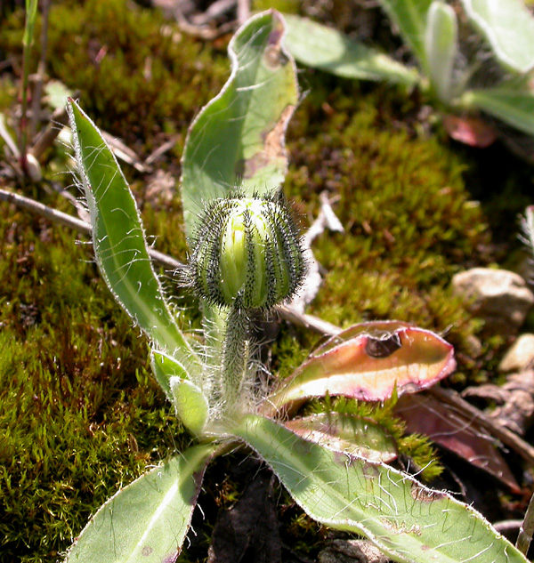 Image of Pilosella officinarum specimen.