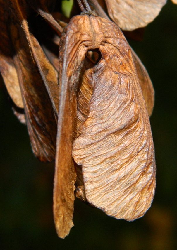 Image of Acer ginnala specimen.