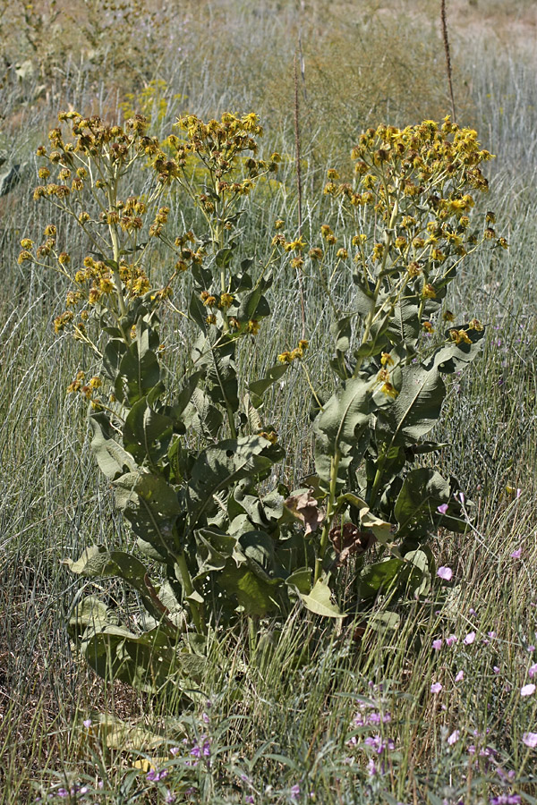 Изображение особи Inula macrophylla.