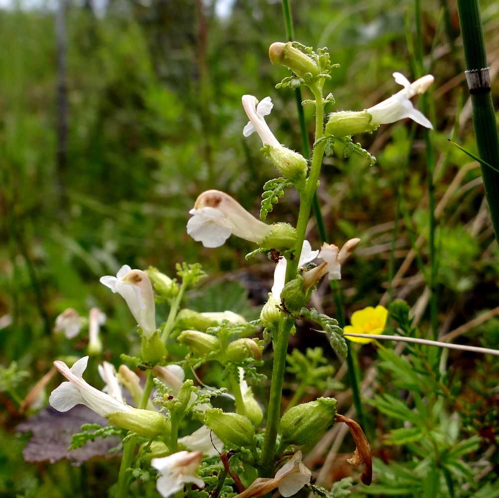 Image of Pedicularis palustris specimen.