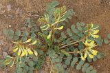 Astragalus flexus