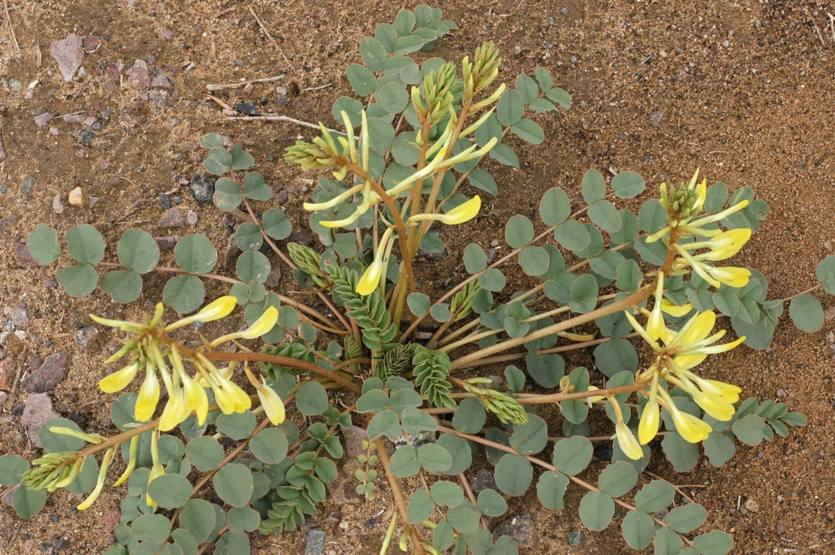 Image of Astragalus flexus specimen.