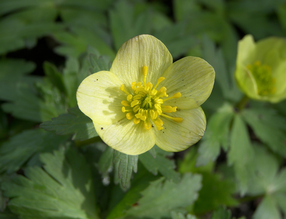 Image of Trollius laxus specimen.
