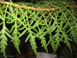 Rhus typhina f. laciniata