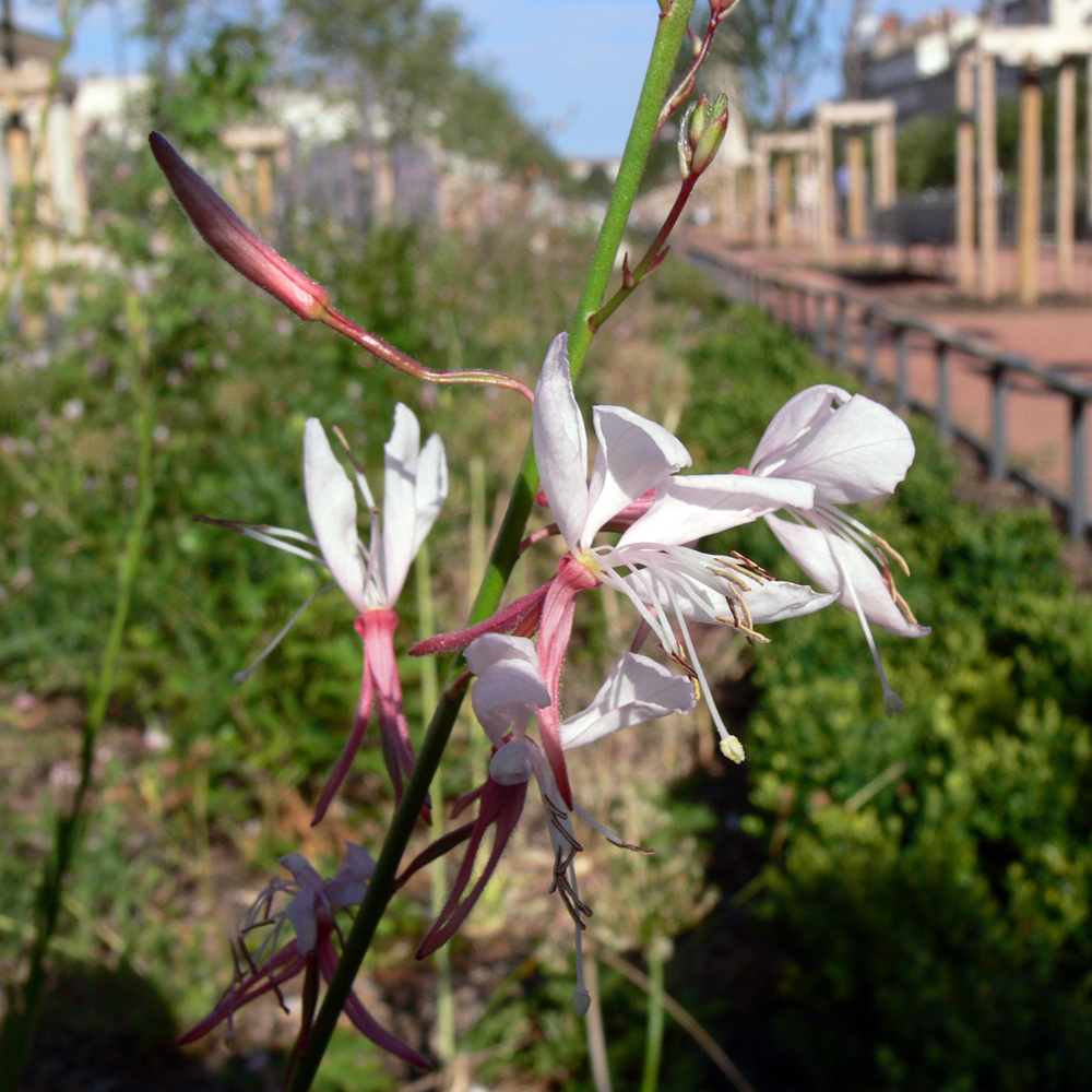 Image of Gaura lindheimeri specimen.