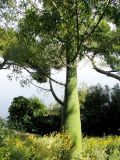 Brachychiton rupestris. Нижняя часть дерева. Монако, Монако-Вилль, сады Сен-Мартен, у Океанографического музея. 19.06.2012.