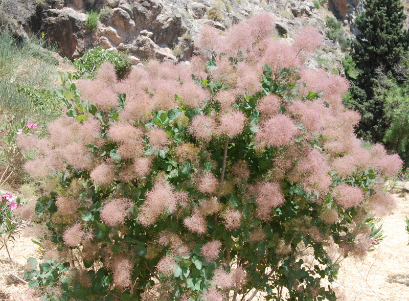 Изображение особи Cotinus coggygria.