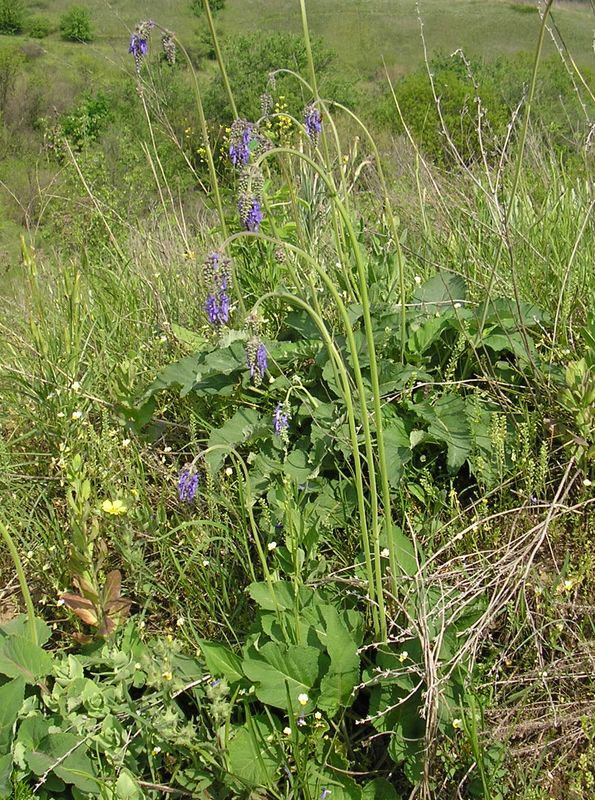 Изображение особи Salvia nutans.