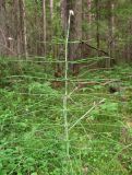 Equisetum pratense