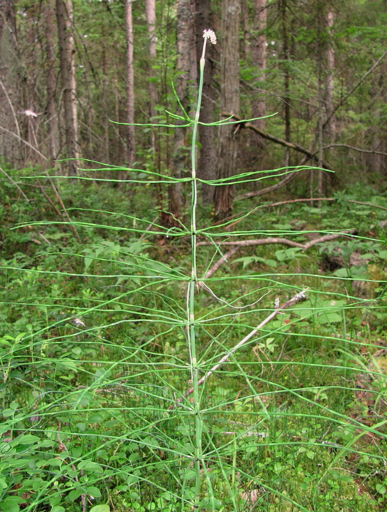 Image of Equisetum pratense specimen.