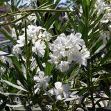 Nerium oleander. Верхушки побегов с соцветиями. Испания, автономное сообщество Андалусия, провинция Севилья, комарка Большая Севилья, г. Севилья, берег р. Гвадалквивир. 14.07.2012.