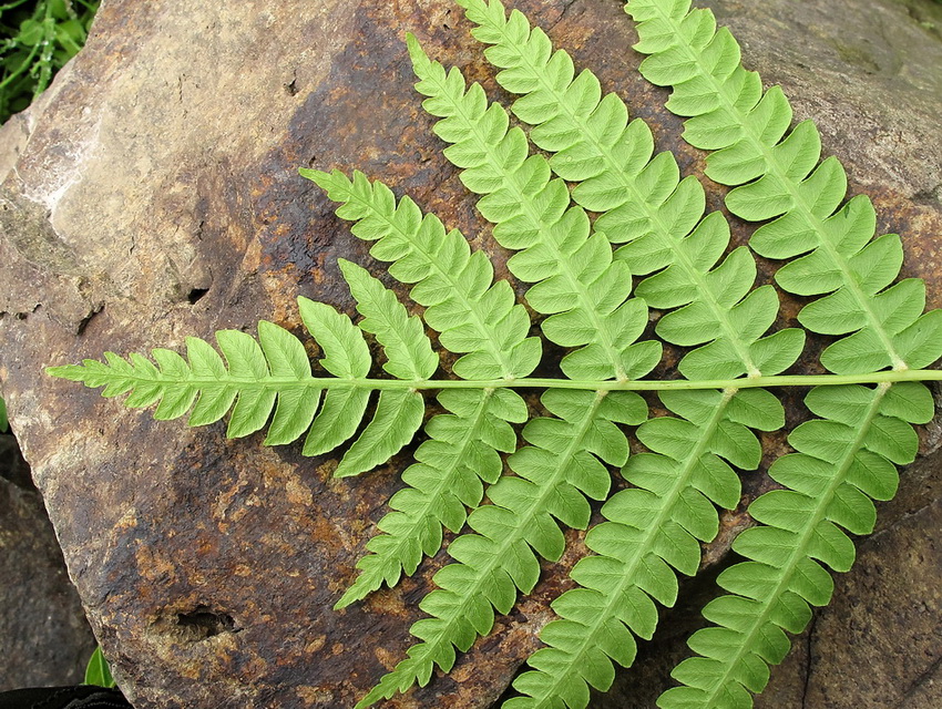 Image of Osmundastrum asiaticum specimen.