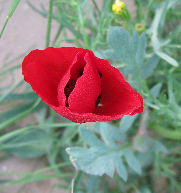 Изображение особи род Papaver.