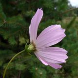 Cosmos bipinnatus. Соцветие (вид со стороны обёртки). Свердловская обл., окр. г. Североуральск, сосново-еловый лес, свалка на обочине дороги. 02.08.2012.
