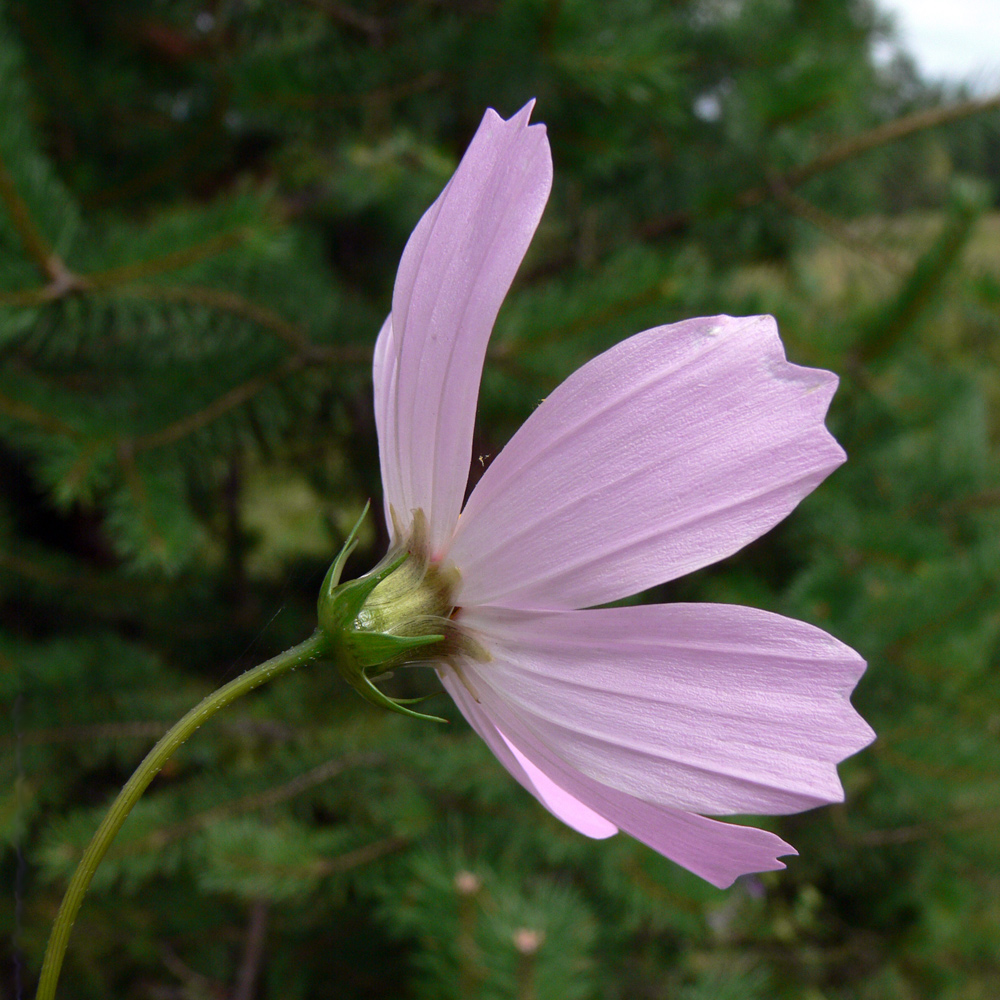 Image of Cosmos bipinnatus specimen.