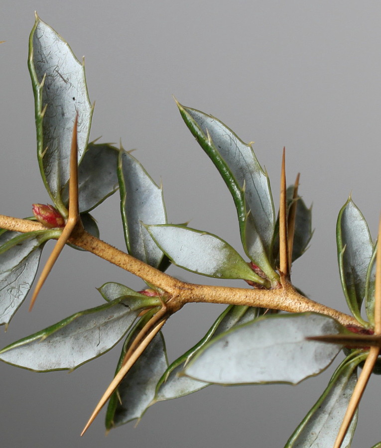 Image of Berberis candidula specimen.
