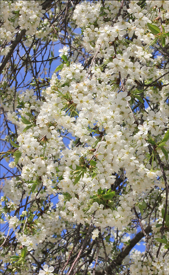 Изображение особи Cerasus vulgaris.