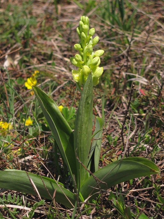 Image of Orchis pallens specimen.