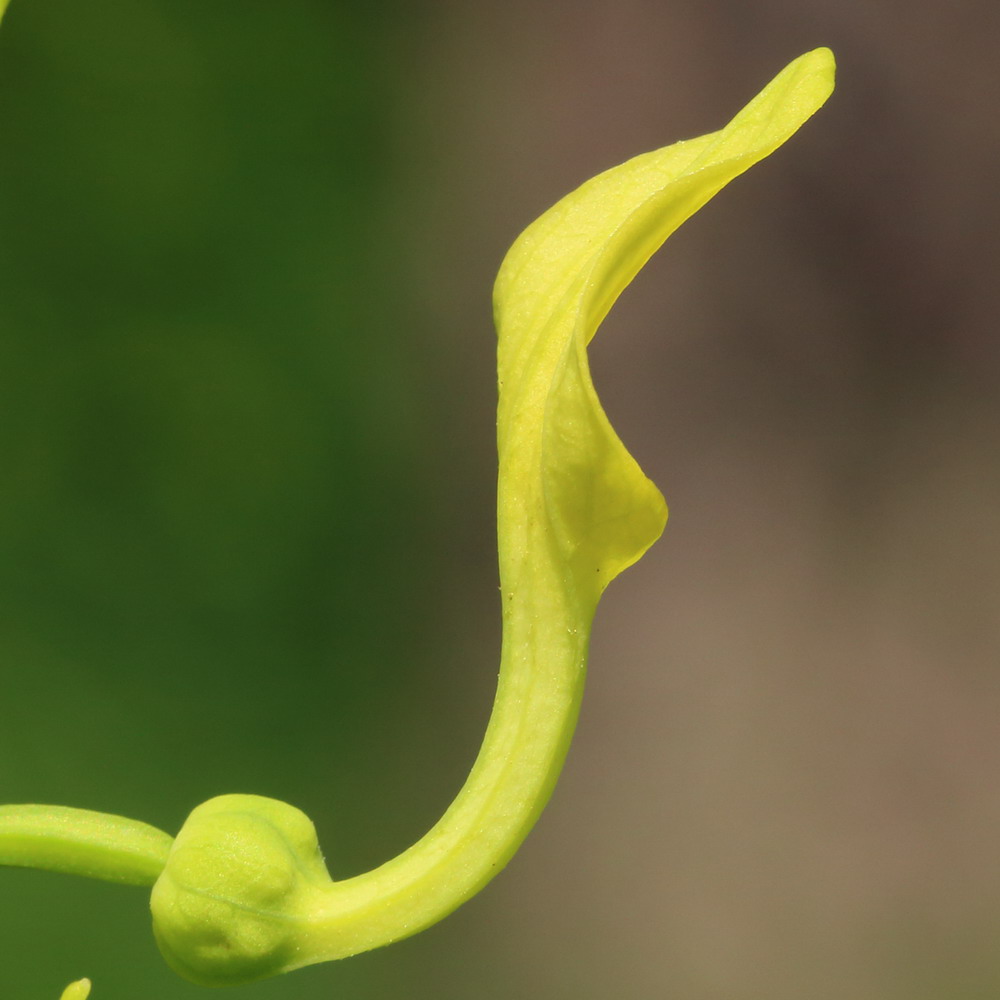 Изображение особи Aristolochia clematitis.