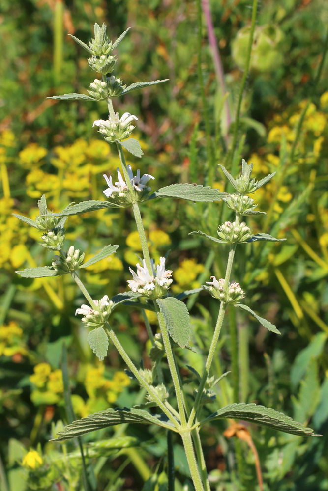 Image of Marrubium praecox specimen.