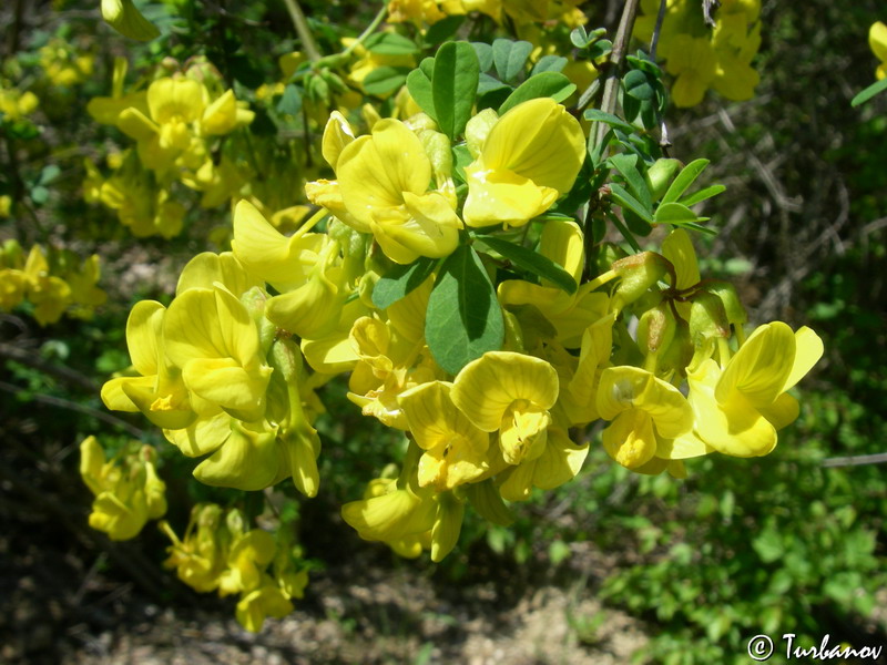 Изображение особи Hippocrepis emeroides.