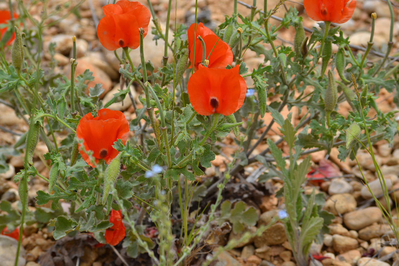 Изображение особи Glaucium corniculatum.