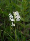 Polygala major