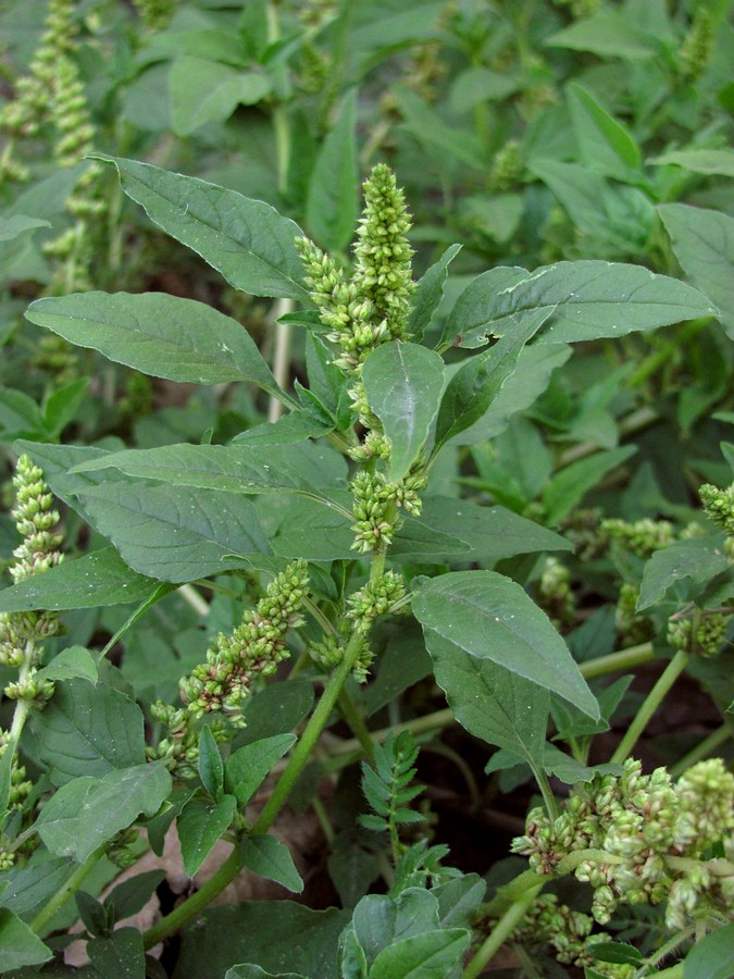 Image of Amaranthus deflexus specimen.