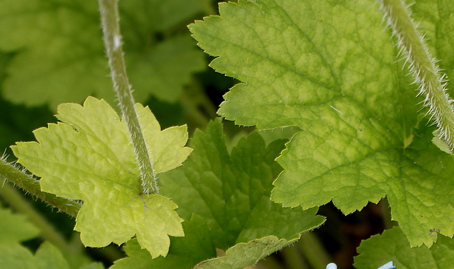 Изображение особи Tellima grandiflora.