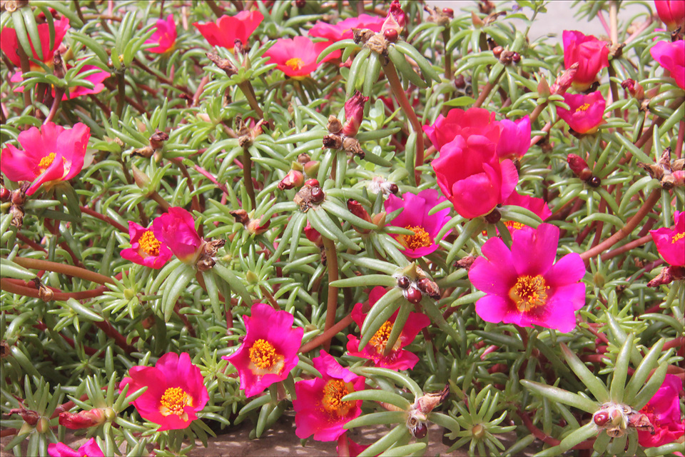 Image of Portulaca grandiflora specimen.