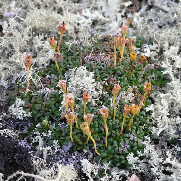 Image of Diapensia lapponica specimen.