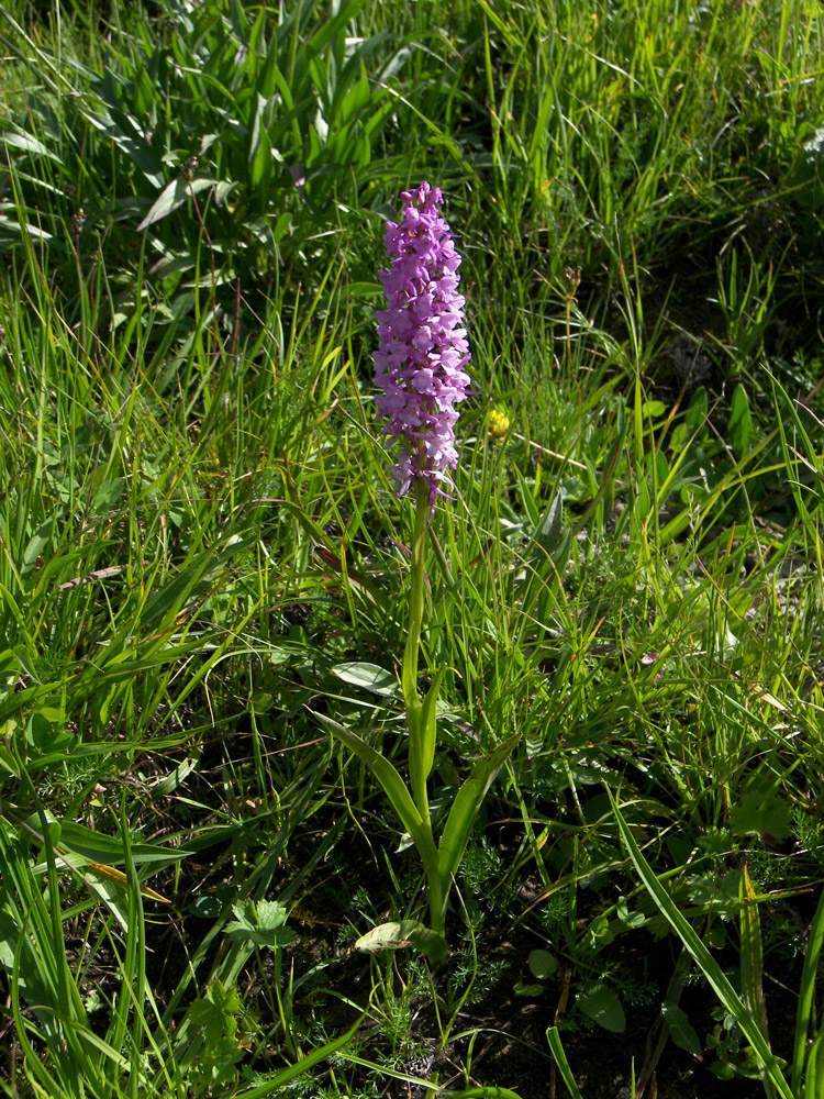 Изображение особи Gymnadenia conopsea.
