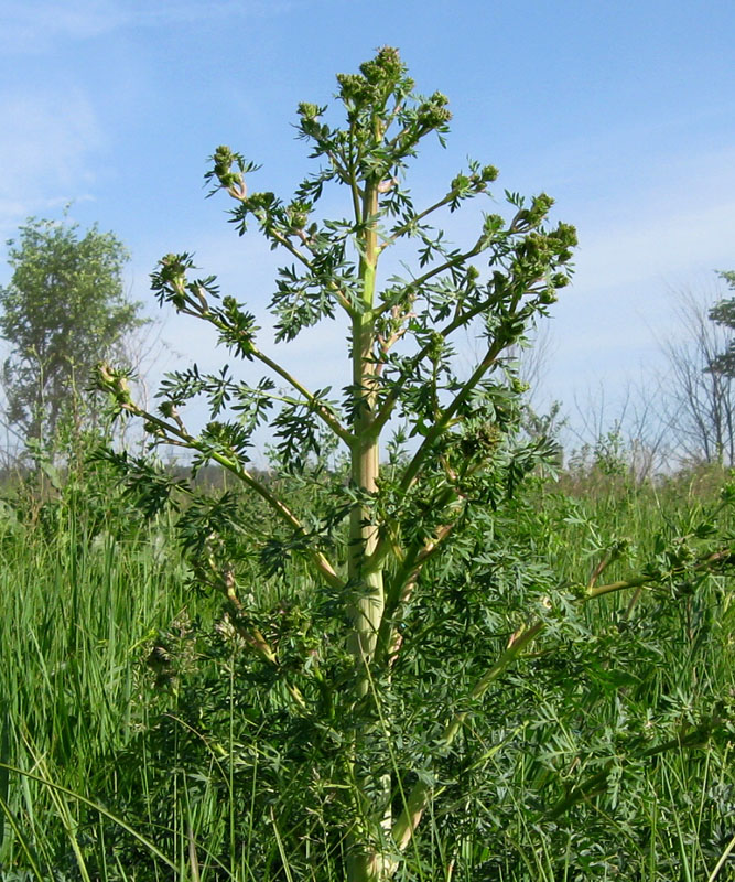 Image of Xanthoselinum alsaticum specimen.