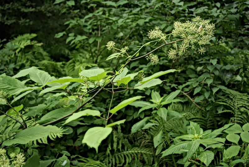 Изображение особи Aralia cordata.