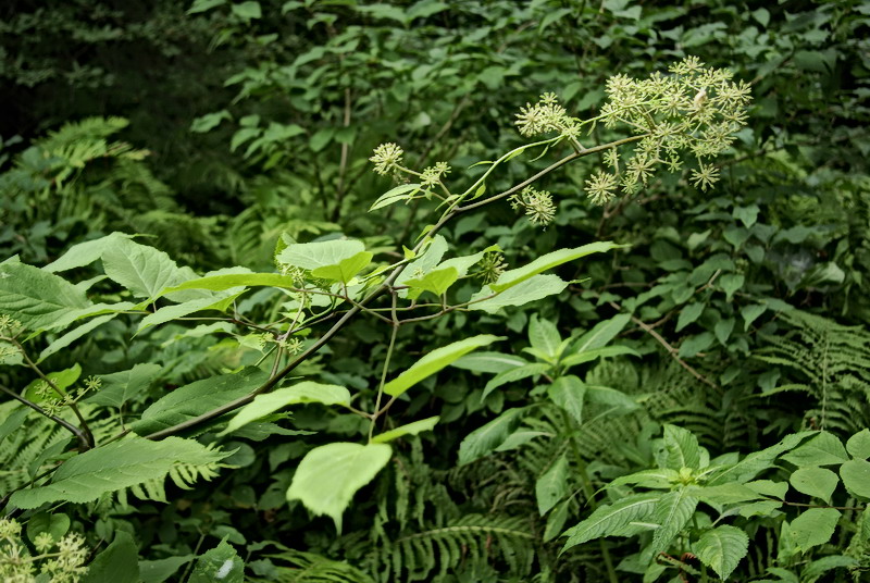 Image of Aralia cordata specimen.