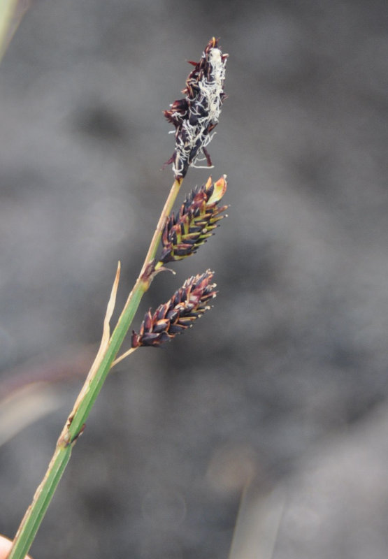 Image of Carex krascheninnikowii specimen.