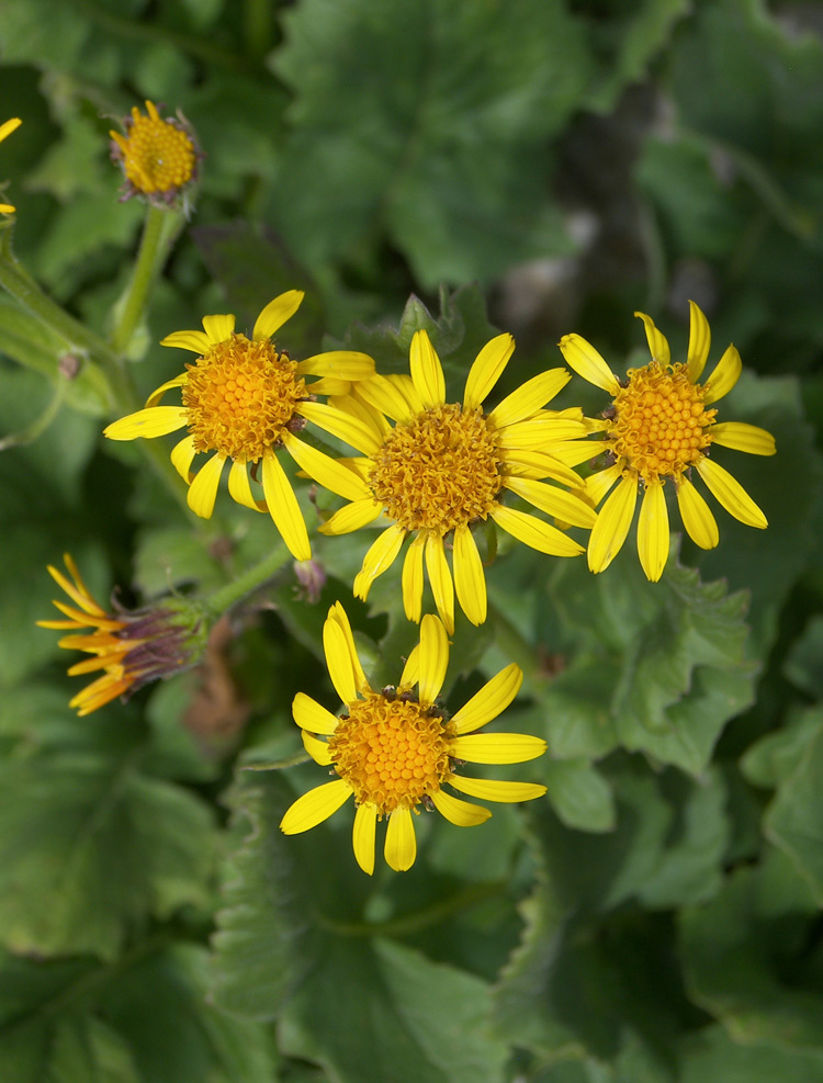 Image of Senecio taraxacifolius specimen.