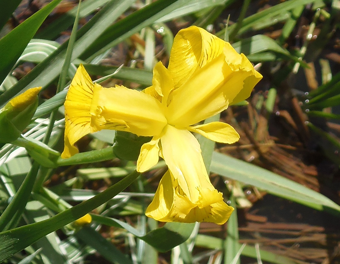 Image of Iris pseudacorus specimen.