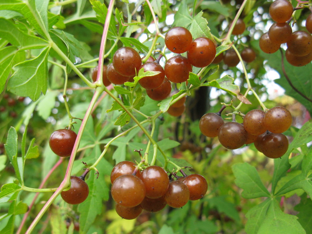 Image of Ampelopsis aconitifolia specimen.
