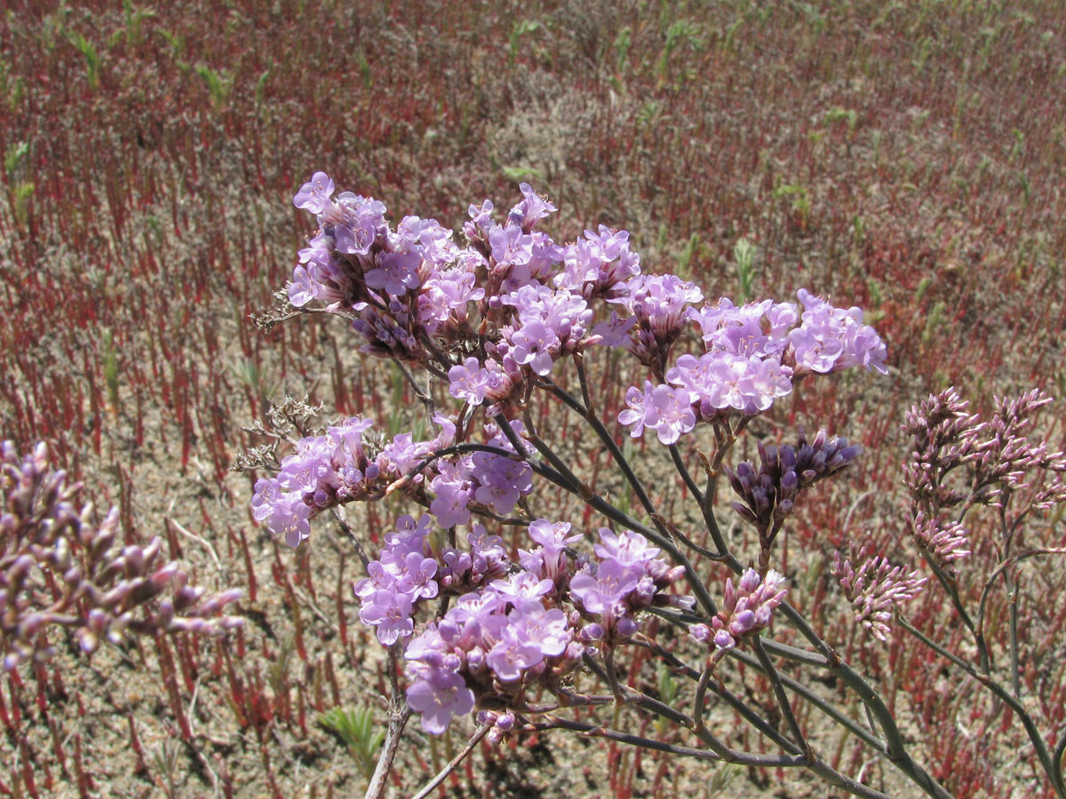 Image of Limonium &times; erectiflorum specimen.