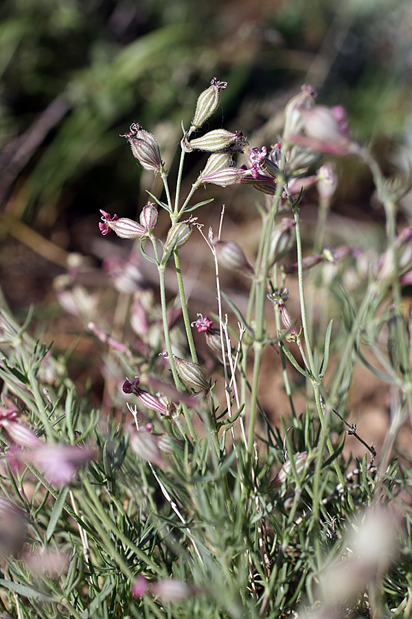 Image of Silene brahuica specimen.