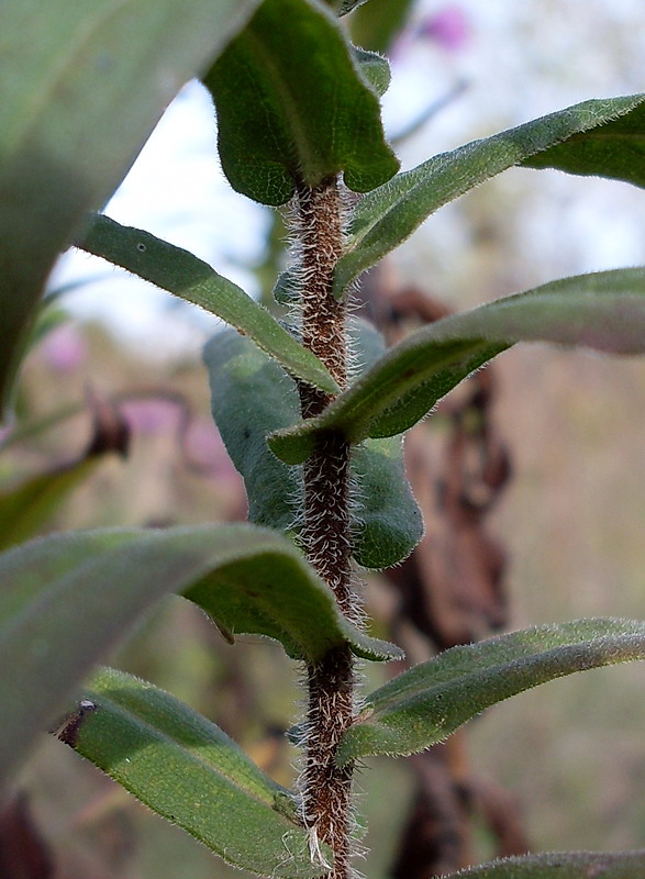 Image of Symphyotrichum novae-angliae specimen.