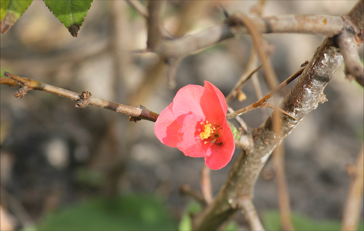 Image of Chaenomeles speciosa specimen.