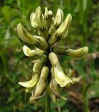 Astragalus schelichowii