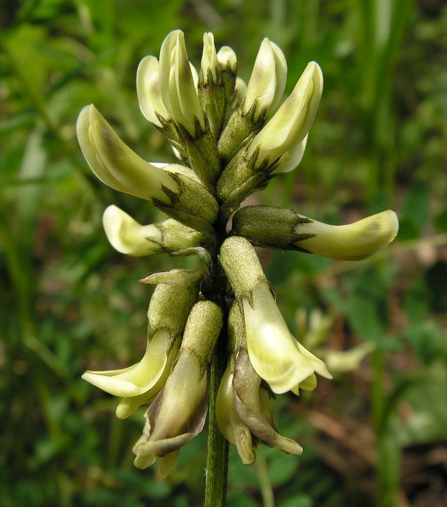 Изображение особи Astragalus schelichowii.