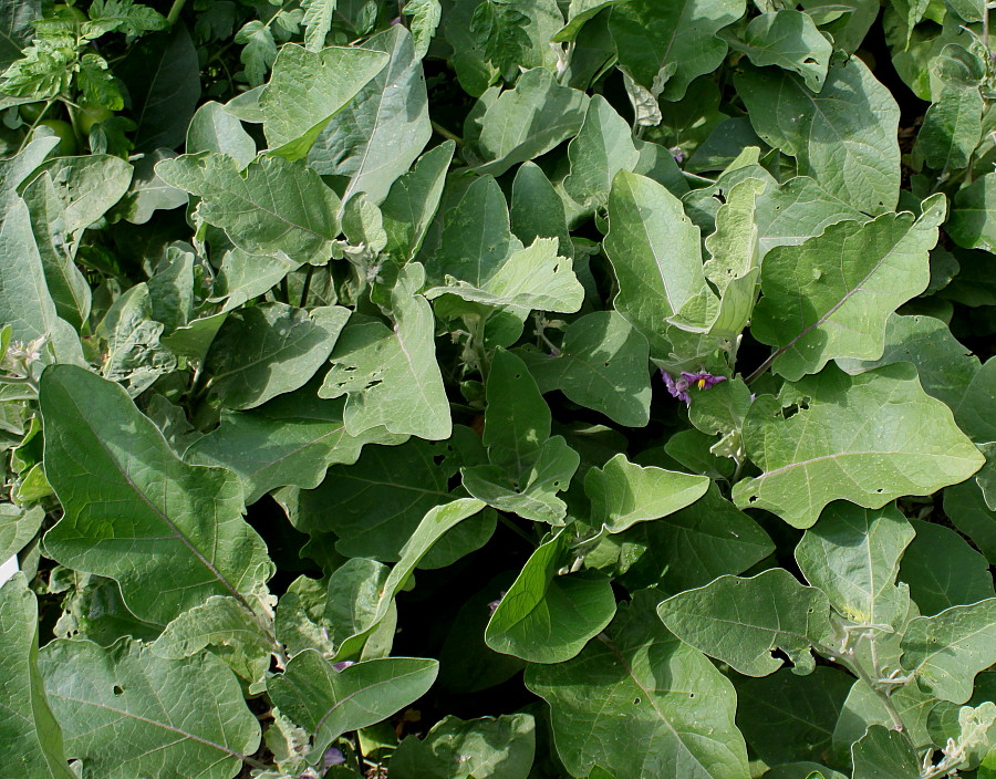 Image of Solanum melongena specimen.