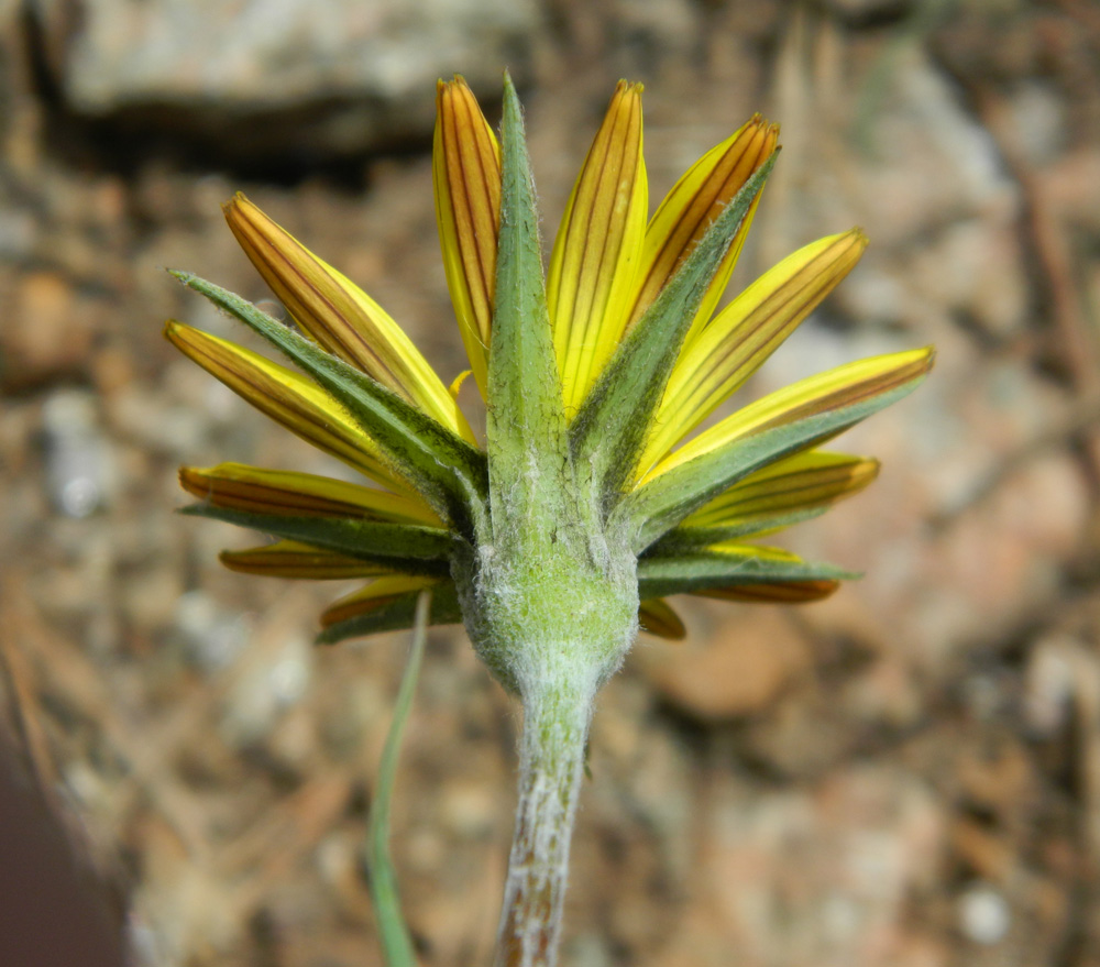 Изображение особи род Tragopogon.