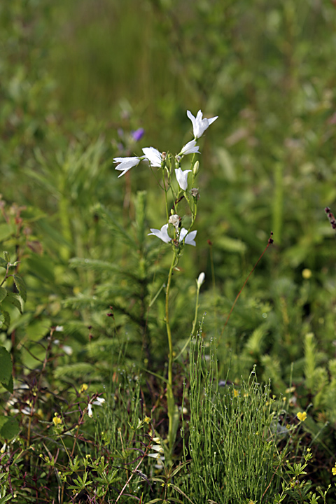 Image of Campanula patula specimen.