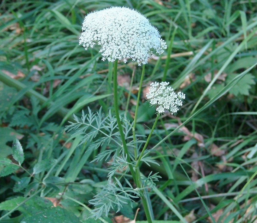 Image of Seseli condensatum specimen.