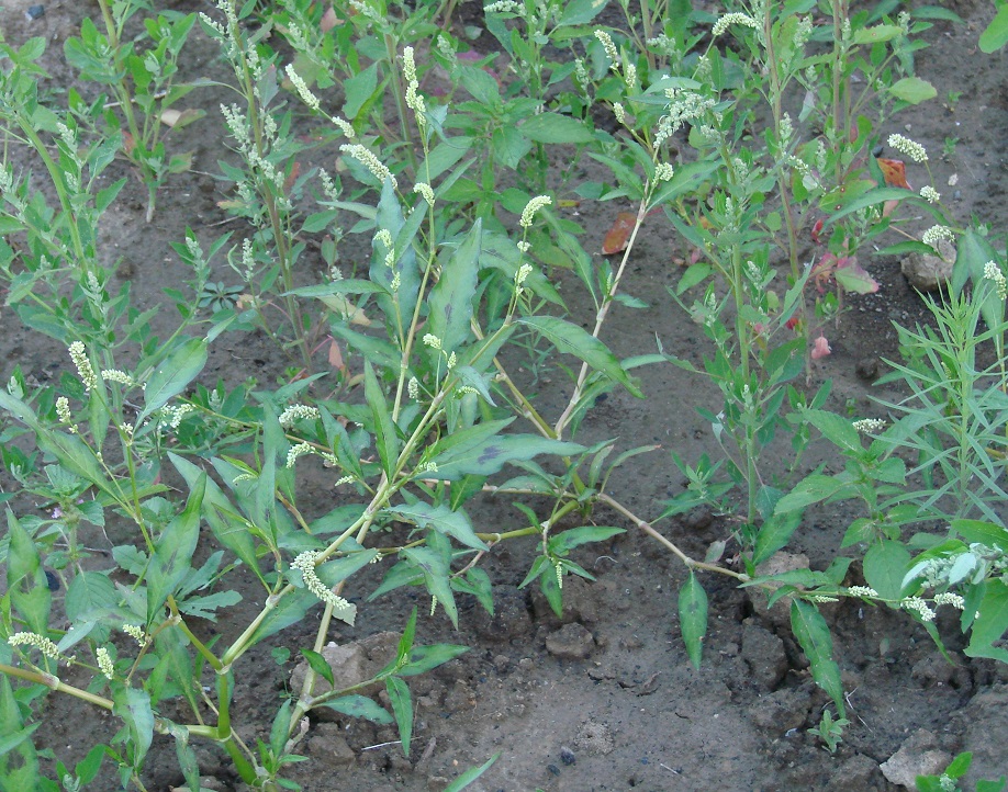Изображение особи Persicaria scabra.